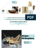 Clase Teórica - Orthoptera - Thysanoptera-2022-Miocrobiología