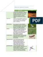 Diferentes Ordenes de Insectos