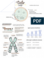 Resumen Mitosis y Meiosis