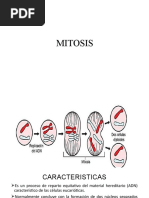 Mitosis