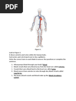 Bio Chapter 4