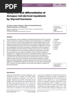 Apoptosis and Differentiation of Xenopus Tail Derived Myoblasts by Thyroid Hormones