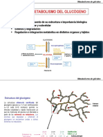 Tema 3. - Metabolismo Del Glucogeno