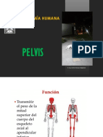 Pelvis