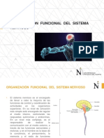 2 SEMA TEO Organizacion Del Sistema Nervioso