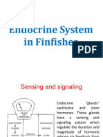 Endocrine System in Finfishes