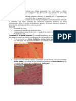 Histologia P3