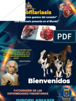 Dirofilariosis Exposicion PEP..