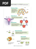 11.2 Tindakan Antibodi