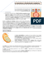 Fosforilacion Oxidativa