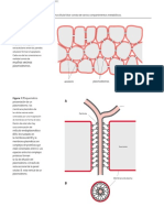 Plant Biochemistry 4 (016-044) .En - Es