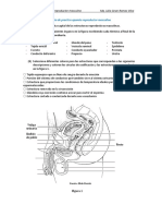 Guia de Practica Aparato Reproductor Masculino v2.0