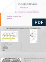 Anatomie Comparată: Seminarul 3B