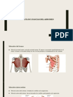 Músculo y Facia - Abdomen