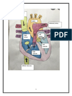 Circulatory System