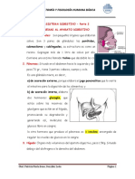 SEPARATA Sist. Digestivo - Parte 2