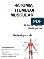 Anatomia Sistemului Muscular