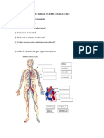 Actividad Sistema Circulatorio