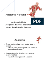 Anatomia Terminações