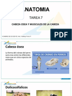 Diapositivas Tarea 7