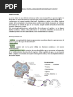 Tema 12 - Célula Vegetal