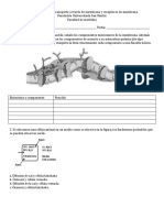 Taller 1 Estructura de Membrana y Transporte A Traveì S de Membrana SM