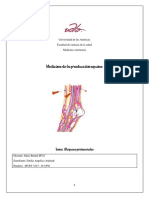 BLOQUEOS PERINEURALES EQUINOS P2 Completo PDF