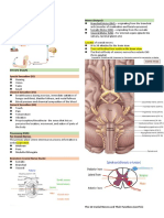 Cranial Nerves Transes