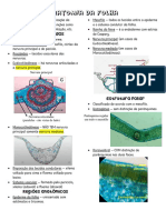 Anatomia Da Folha