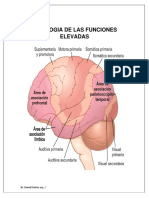 Tema 7 - Fisiologia de Las Funciones Elevadas