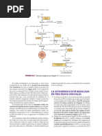 Cetogenesis