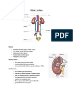 Urinary System