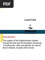 Maranatha University The Integumentary System