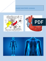 Anatomia Completo