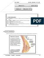 III Bim - 5to. Año - Bio - Guía 8 - Reino Animalia - Cordado