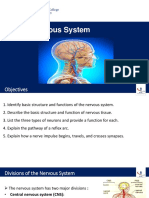 Nervous System