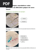 Que Estratégias Reprodutivas Estão Presentes em Diferentes Grupos de Seres Vivos?