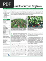 Cultivo de Fresas Organicas