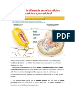 Cuál Es La Diferencia Entre Las Células Eucariotas y Procariotas