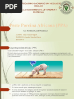 Peste Porcina Africana