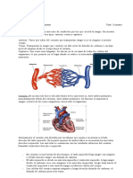 Sistema Circulatorio Tarea N°2