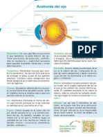 Anatomia Ojo2020