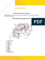 Anatomia Femenina y Masculina