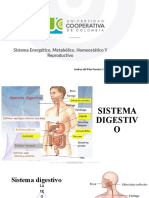 Sistema Digestivo