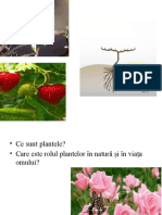 Structura Unei Plante Cu Flori