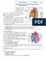 Tema 23, 24 y 25 Aparato Circulatorio