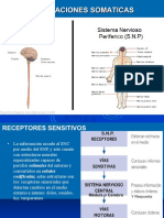 Sensaciones Somaticas Transmision Vias Sensitivas