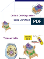 Cells and Organelles