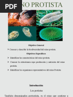 Reino Protista