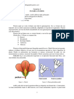 Curs - 4 - Biologie Vegetală 2022